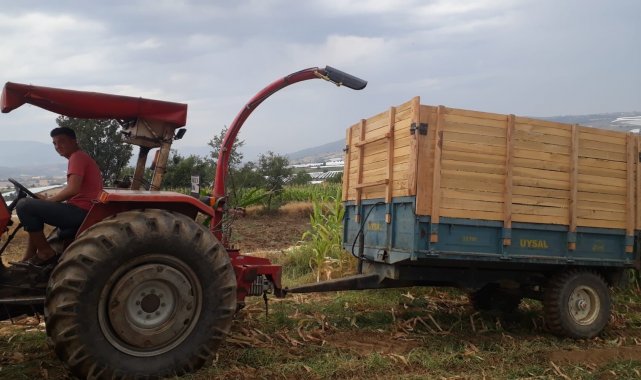 Süt verimini artıran silaj yemler hazırlanmaya başladı