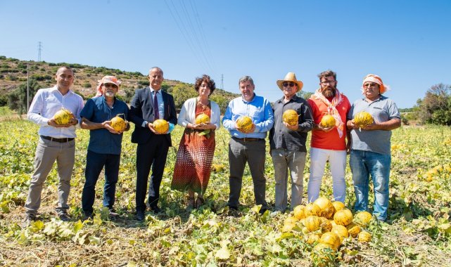 Tadı, dayanıklılığı, aromasıyla meşhur Çeşme kavunu tescillendi