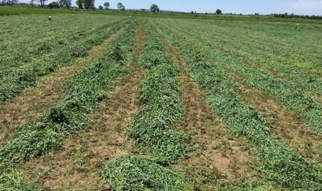 Tarla yolu meselesi yüzünden kan aktı: 3 yaralı