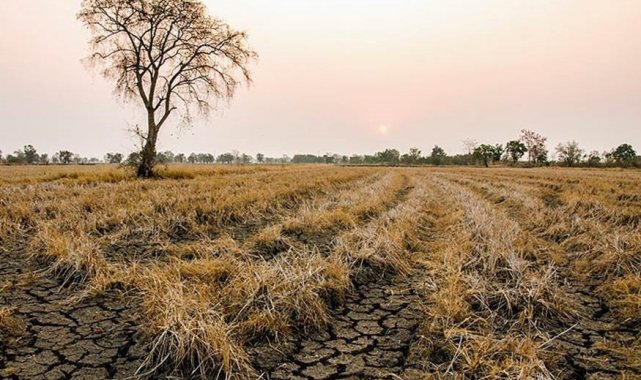 TARSİM&#039;den üreticilere 214 milyon TL kuraklık ödemesi