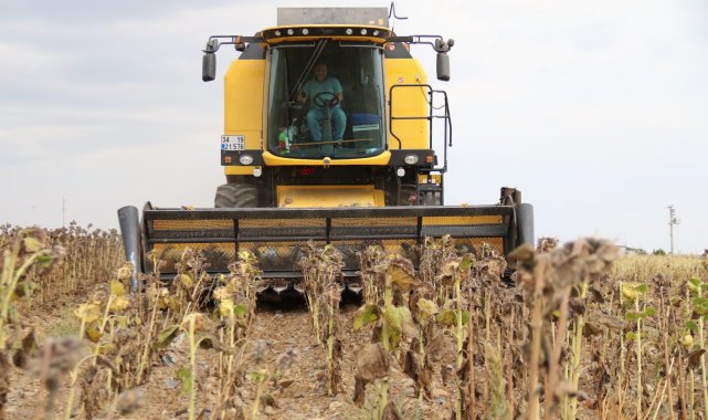 Tohumluk ayçiçeği hasadı üreticilerin yüzünü güldürdü