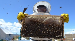 Tokat'ta kuraklık arıcıları vurdu, bal üretimi yüzde 40 düştü