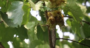 Türk fındığının genleri bu bahçede koruma altına alındı