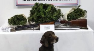 Ünye'de uyuşturucu operasyonu: 12 kilo kubar esrar ele geçirildi