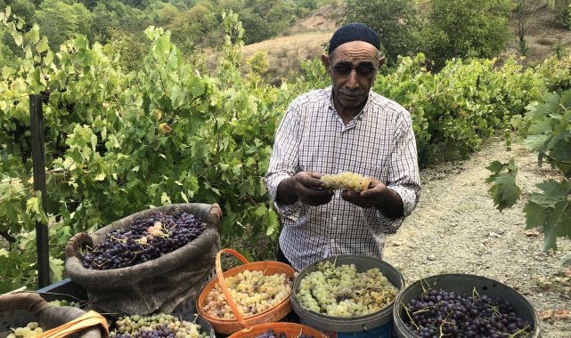 Üzümün pekmez yolculuğu