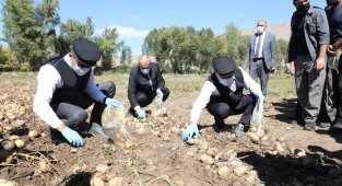 Vali Memiş ile Belediye Başkanı Sekmen kasket takıp yelek giyerek patates hasadı yaptı