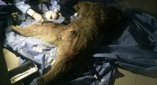 Van'a sevk edilen yaralı boz ayı tedavi altına alındı