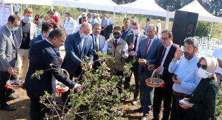 Yalova'da Aronya Hasat Şenliği