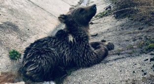 Yaralı haldeyken bulunan yavru ayı telef oldu