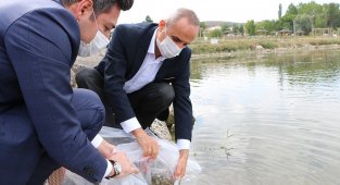 Yarım milyon yavru balık gölle buluşturuluyor