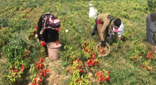 Yenice’de meşhur kapya biberi hasadı başladı