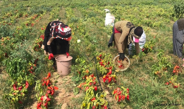 Yenice’de meşhur kapya biberi hasadı başladı