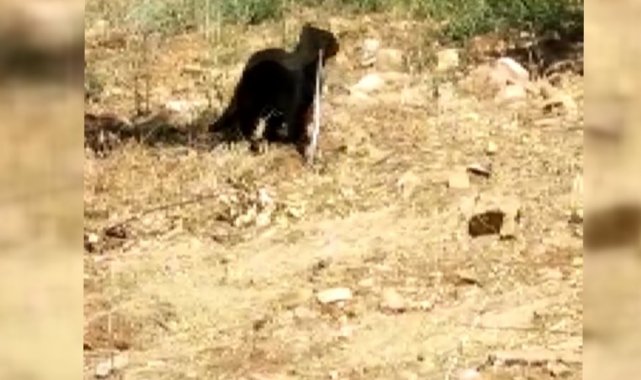 Yılan kediye yem oldu