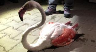 Yorgun düşen flamingo tedavi altına alındı