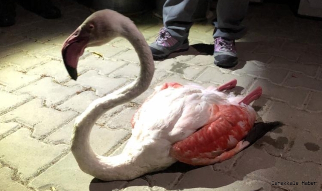 Yorgun düşen flamingo tedavi altına alındı