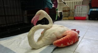 Yorgun flamingo Çanakkale’de tedavi altına alındı