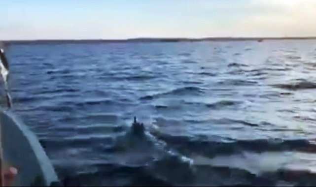 Yunuslar tekneyle yarıştı