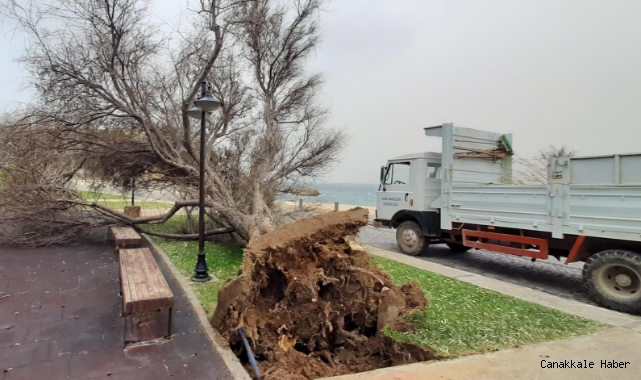 Gelibolu’da ağaçlar devrildi