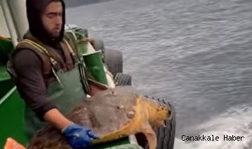 Ağlara takılan caretta caretta denize bırakıldı
