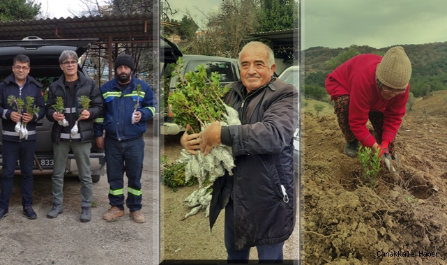 Fidanlar toprakla buluştu