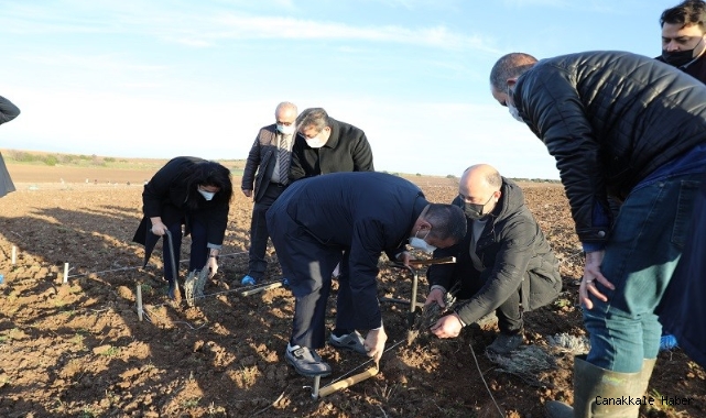 Lavanta fidanları toprakla buluştu