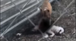 Belediye barınağında vahşet