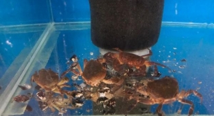 İstilacı Midyelerle Biyolojik Mücadele Yöntemi ÇOMÜ’de bulundu