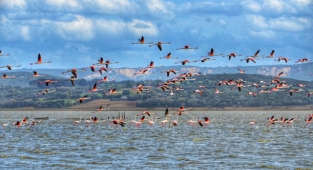 Misafirler yine geldi…