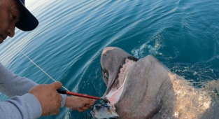 Oltayla köpekbalığı yakaladı