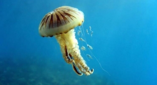 Türkoğlu’ndan zehirli pusula denizanası uyarısı