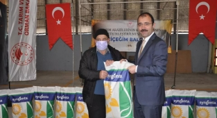 Üreticilere ayçiçeği tohumu dağıtıldı
