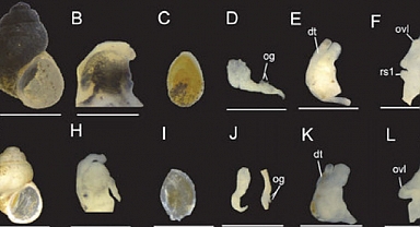 8 yeni salyangoz türü bulundu