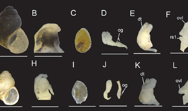 8 yeni salyangoz türü bulundu