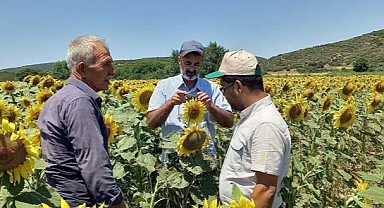 26 köyde çayır tırtılı larvası tespit edildi 
