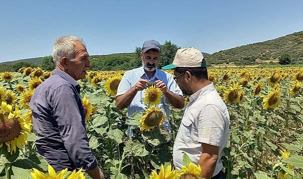 26 köyde çayır tırtılı larvası tespit edildi 