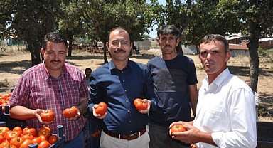 Biga'da domates hasadı