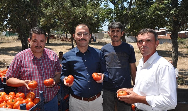 Biga&#039;da domates hasadı