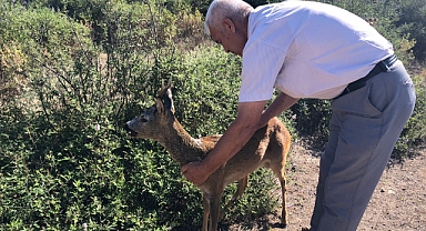 Doğal ortamına bırakıldı