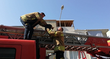 Kedi kurtarma operasyonu