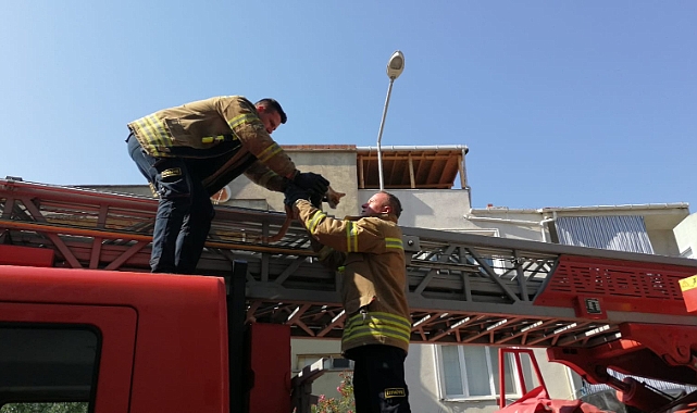 Kedi kurtarma operasyonu