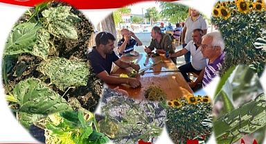 Üreticilere çayır tırtılı uyarısı