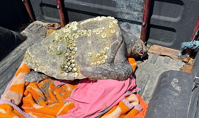 Yaralı halde bulundu