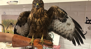 Yaralı şahin tedavi ediliyor