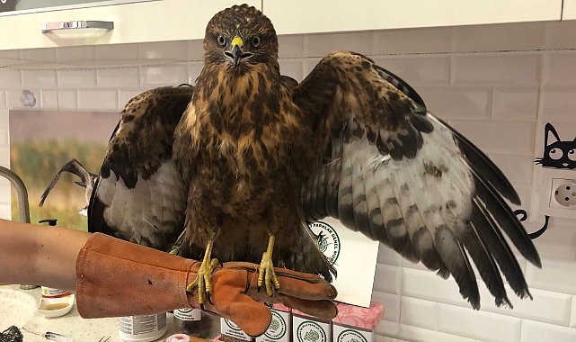 Yaralı şahin tedavi ediliyor