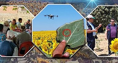 Çayır tırtılı görülen alanların % 90'ı ilaçlandı