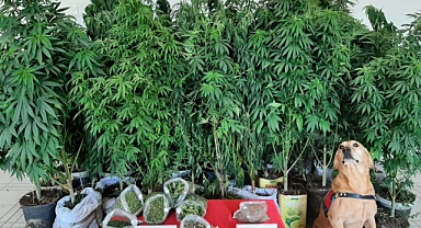 Jandarmadan uyuşturucu operasyonu