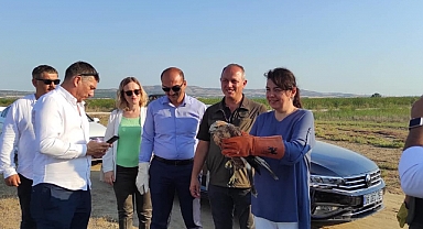 Tedavileri tamamlandı, doğaya salındı