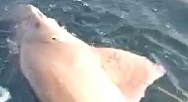 Oltasına köpek balığı takıldı