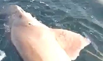 Oltasına köpek balığı takıldı