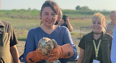 Yaralı şah kartal tedavi edilip doğaya bırakıldı